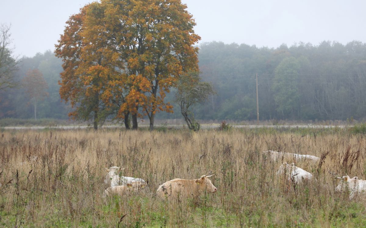 Nākamnedēļ Latviju šķērsos vairākas nokrišņu zonas
