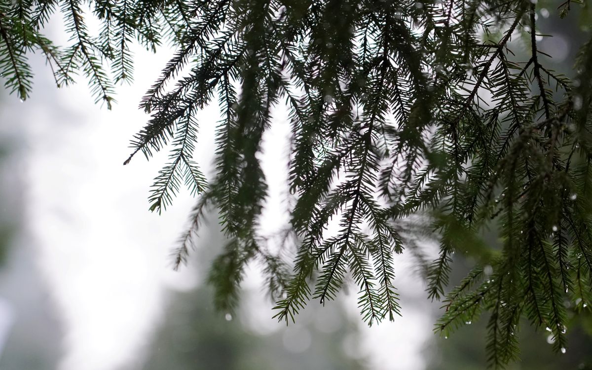 No pirmdienas gaidāms lietains laiks ar pērkona dārdiem