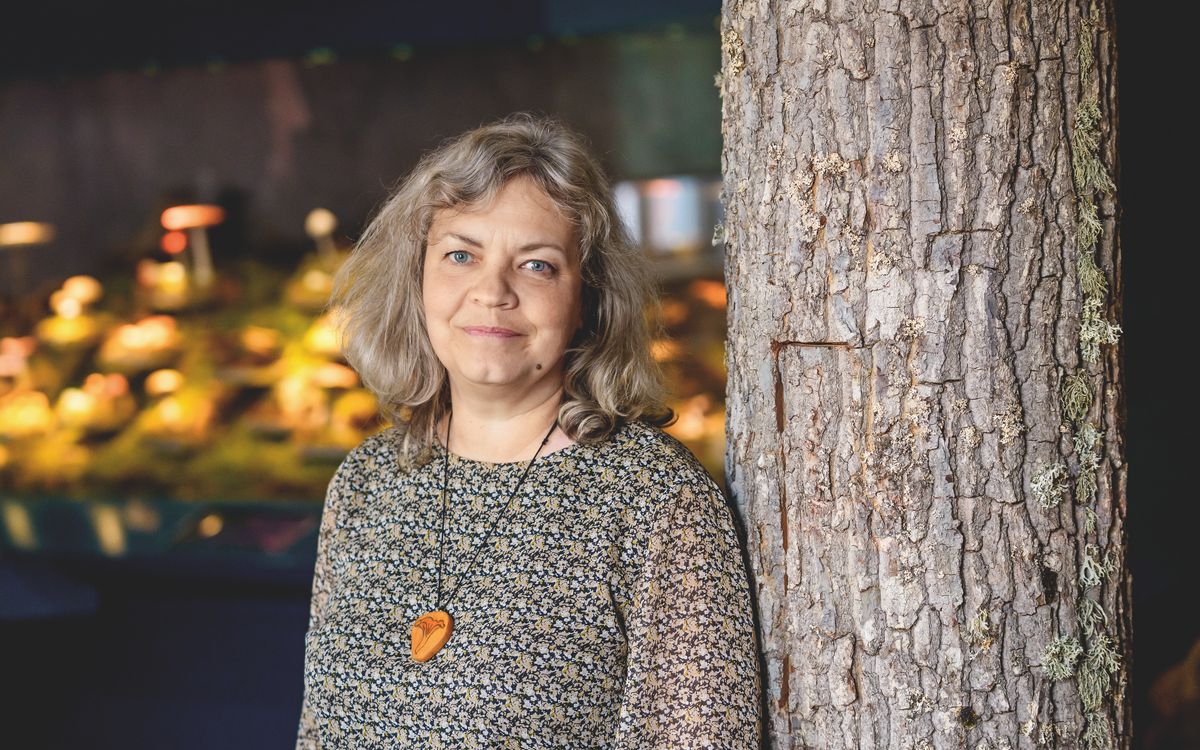 Sēņu festivāls pievērš uzmanību Latvijas dabai un kultūrai